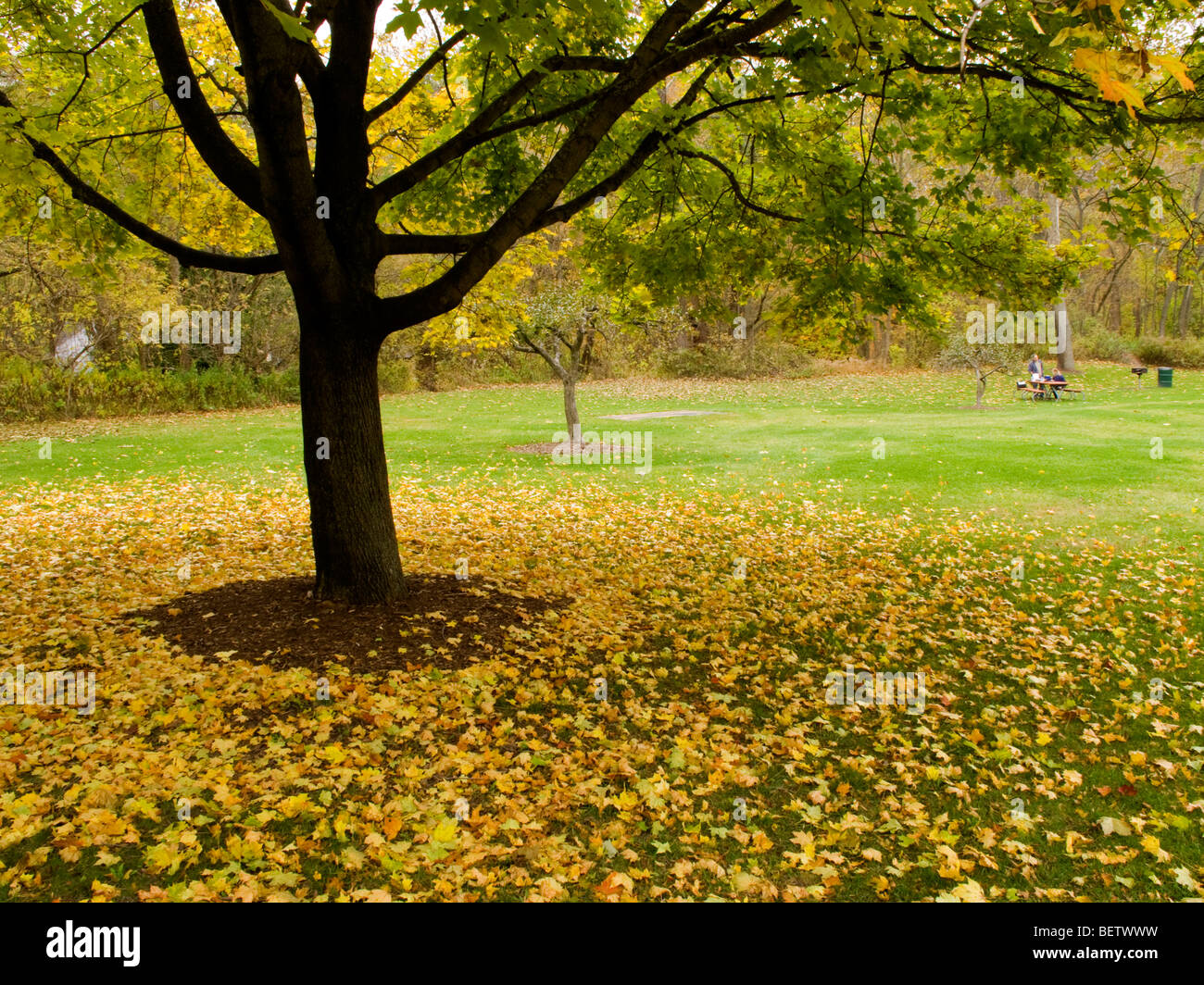 Autumn scene. Stock Photo