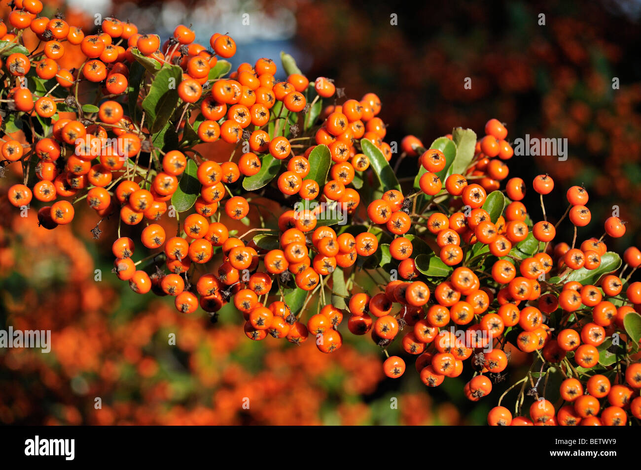 The Orange berries of Pyracantha firethorn Stock Photo