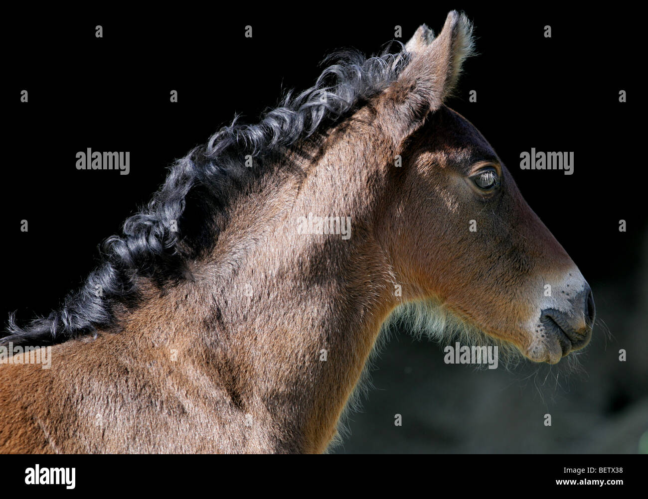 brown bay foal portrait Stock Photo