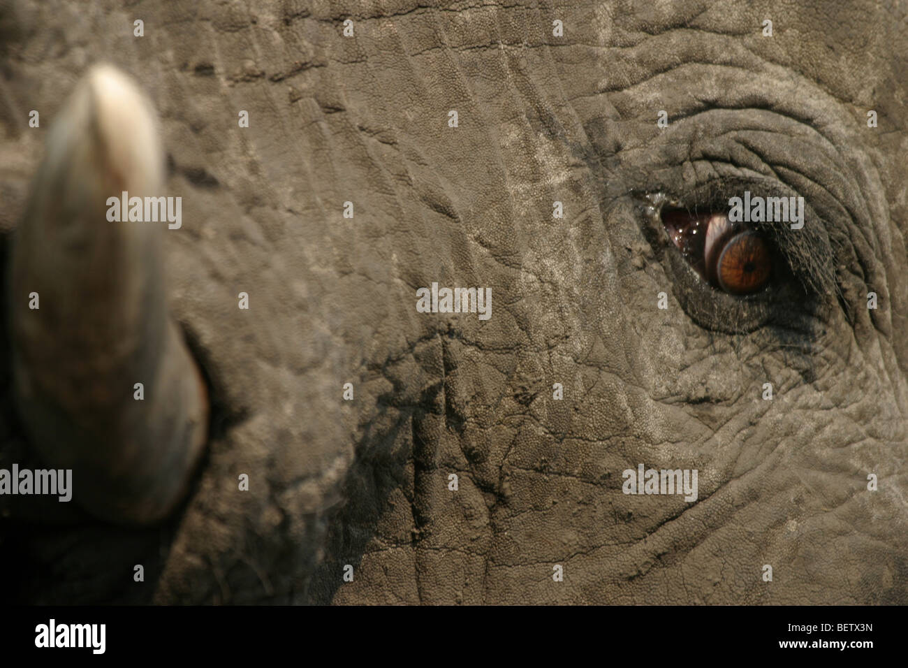 Close up of African elephant eye and tusk. Hwange National Park, Zimbabwe. Stock Photo