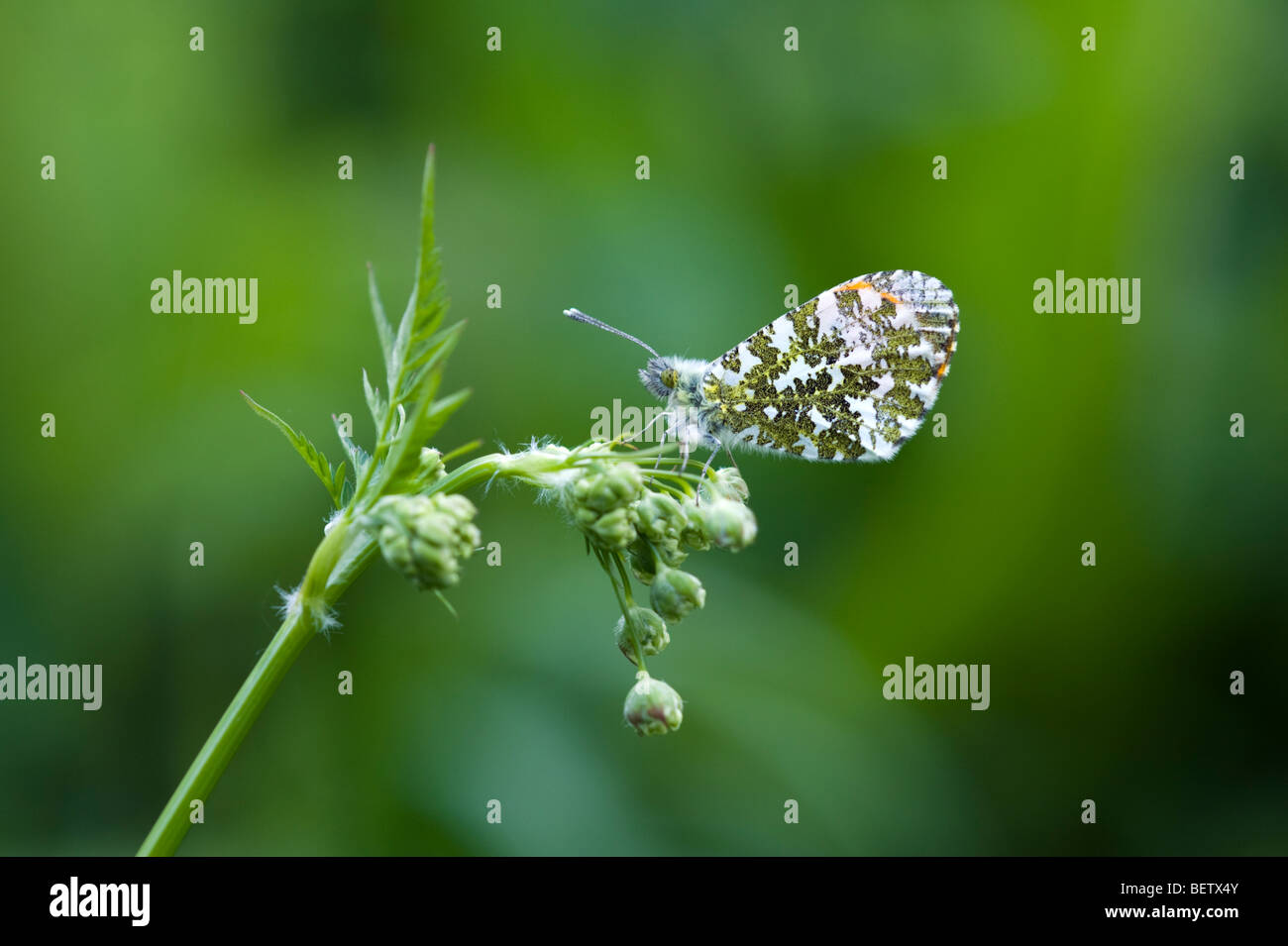Orange tip butterfly (Anthocharis cardamines) - male Stock Photo