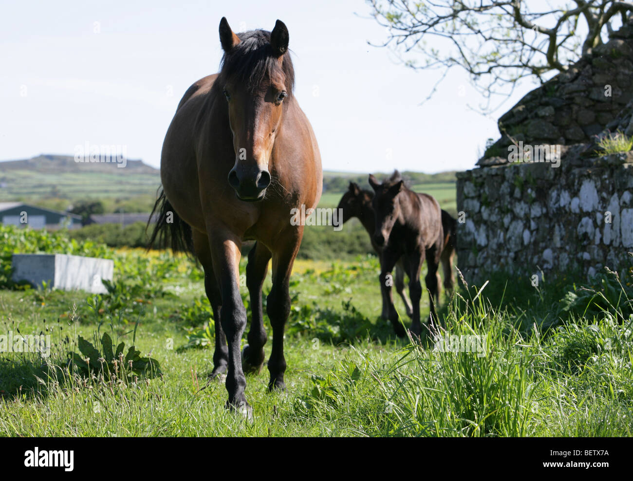 brown bay horse in a field in Wales Stock Photo