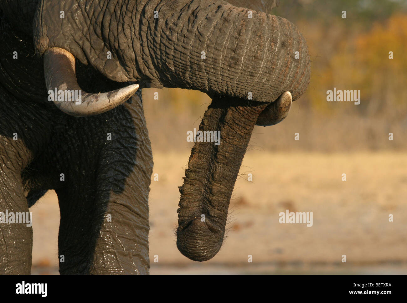 African elephant resting trunk on tusk in Hwange National Park, Zimbabwe Stock Photo