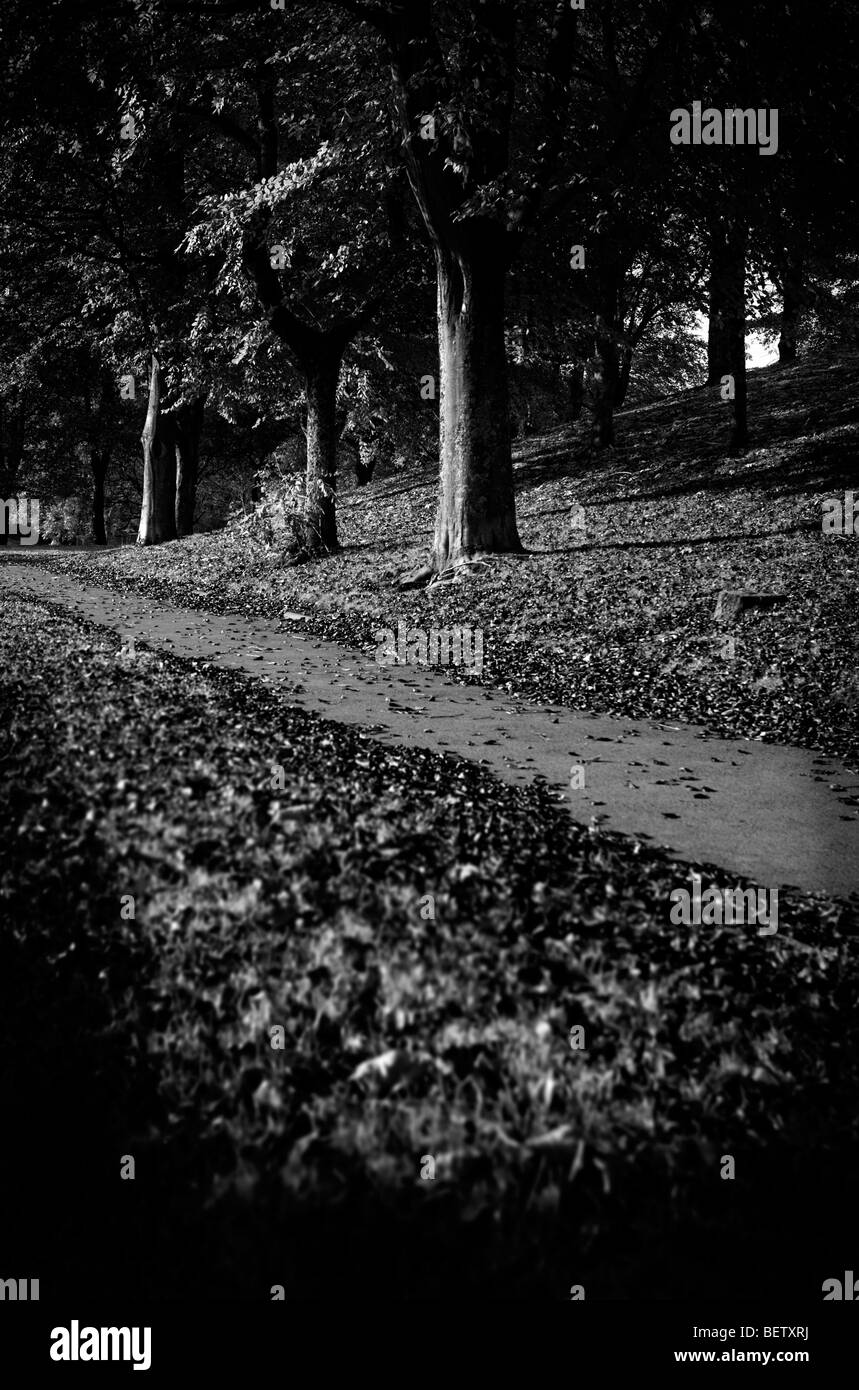 digitally altered selective focus conceptual image of a pathway amonst trees Stock Photo