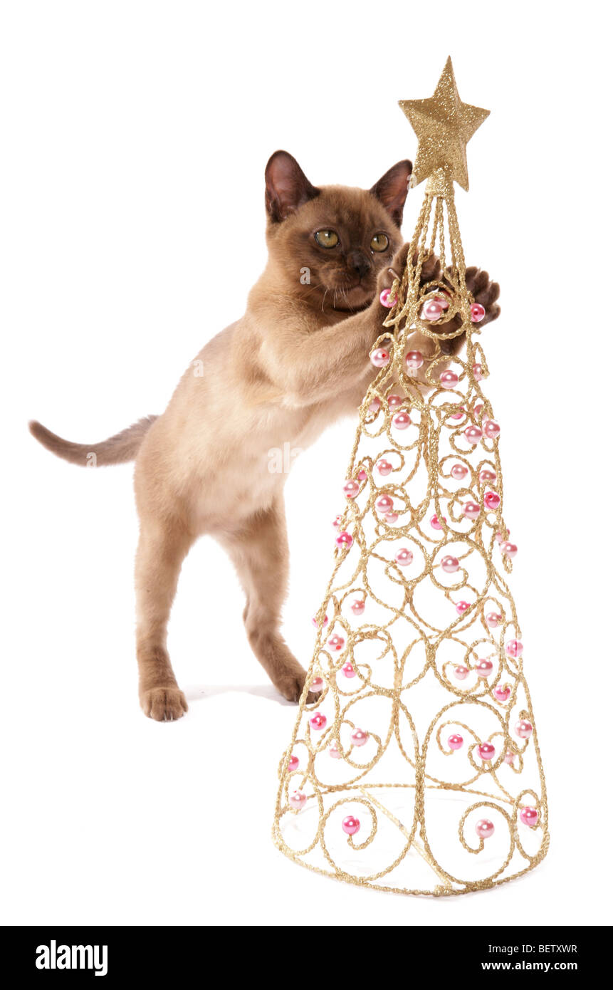burmese kitten playing with christmas decoration portrait in a studio Stock Photo