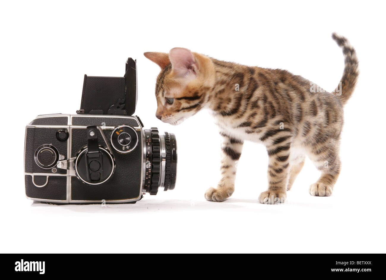 bengal kitten with old camera portrait in a studio Stock Photo