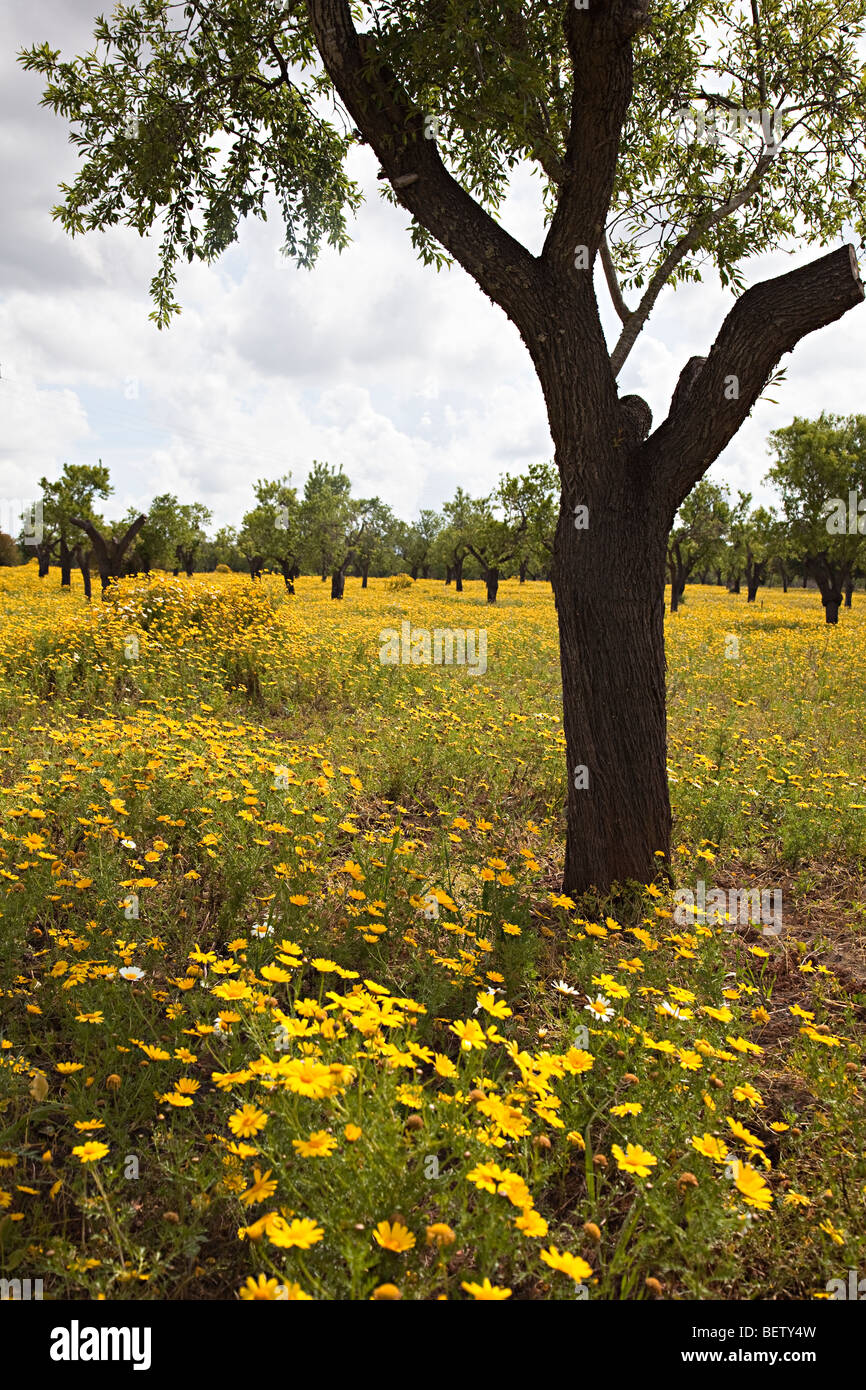 Yellow daisies in orchard Mallorca Spain Stock Photo