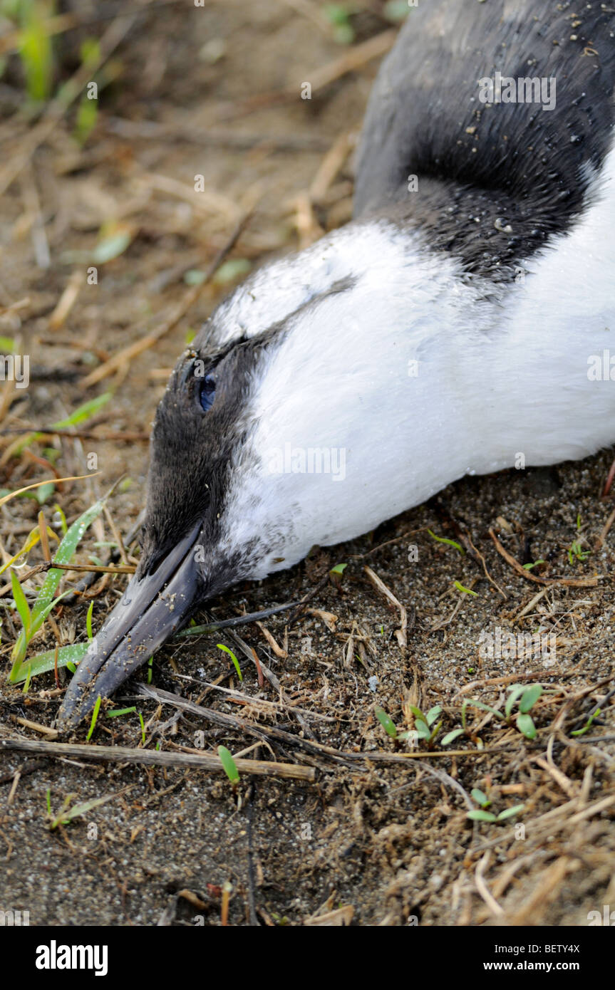 A  Common Murre - (Uria aalge) dead, seen here on the ground. Stock Photo