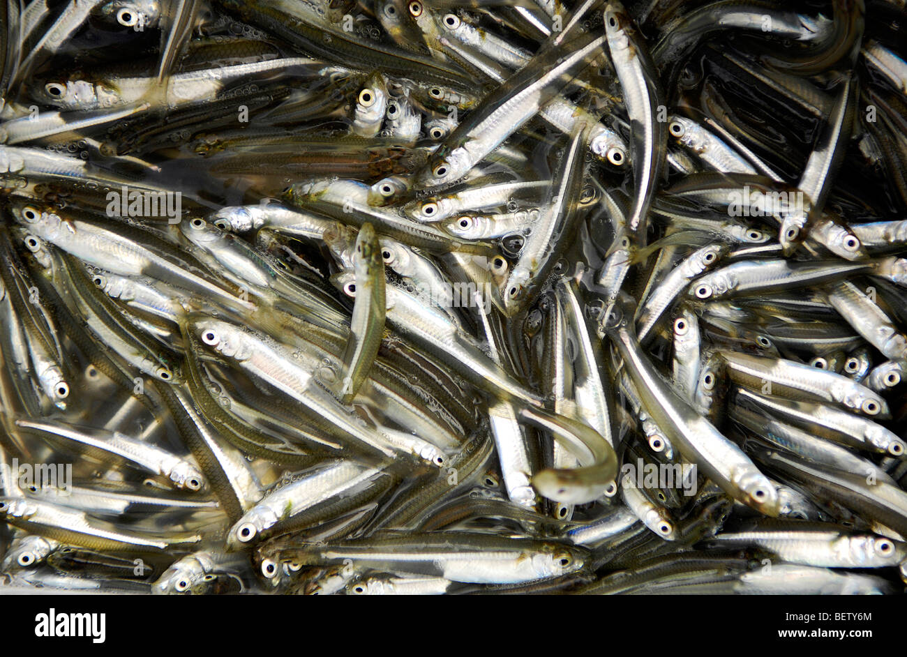Small fish that have been caught in a net Stock Photo - Alamy