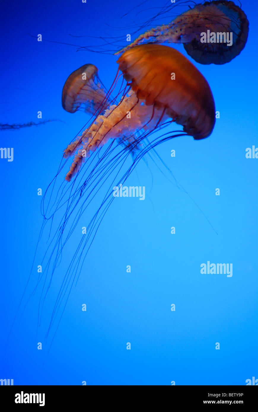 Jellyfish display at the Aquarium, Atlanta, GA Stock Photo Alamy
