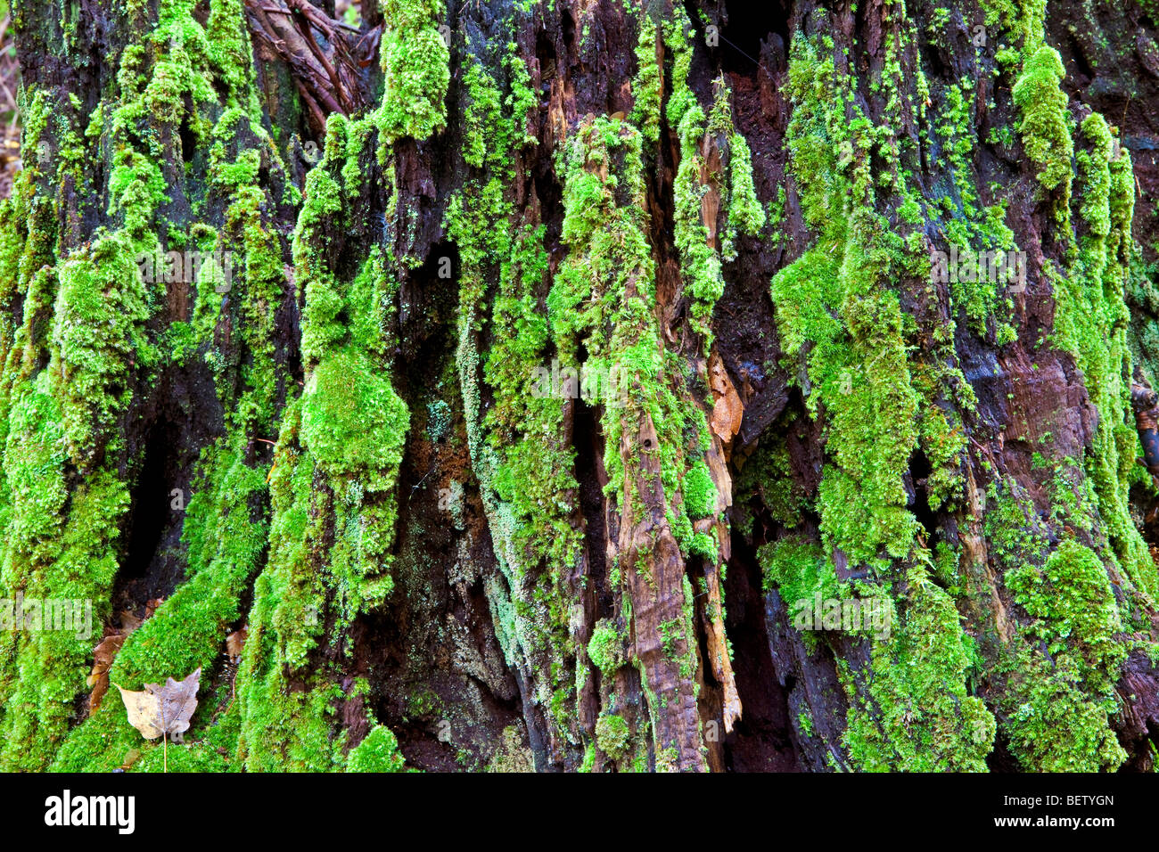 Moss on Tree Stump, Great Smoky Mountains National Park, Tennessee Stock Photo
