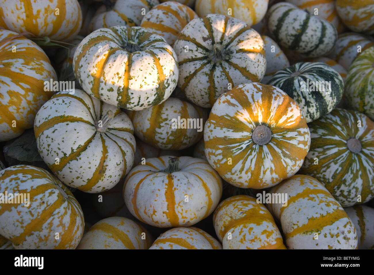 Harvested  Lil' Tiger Stripe Pumpkins, Stock Photo