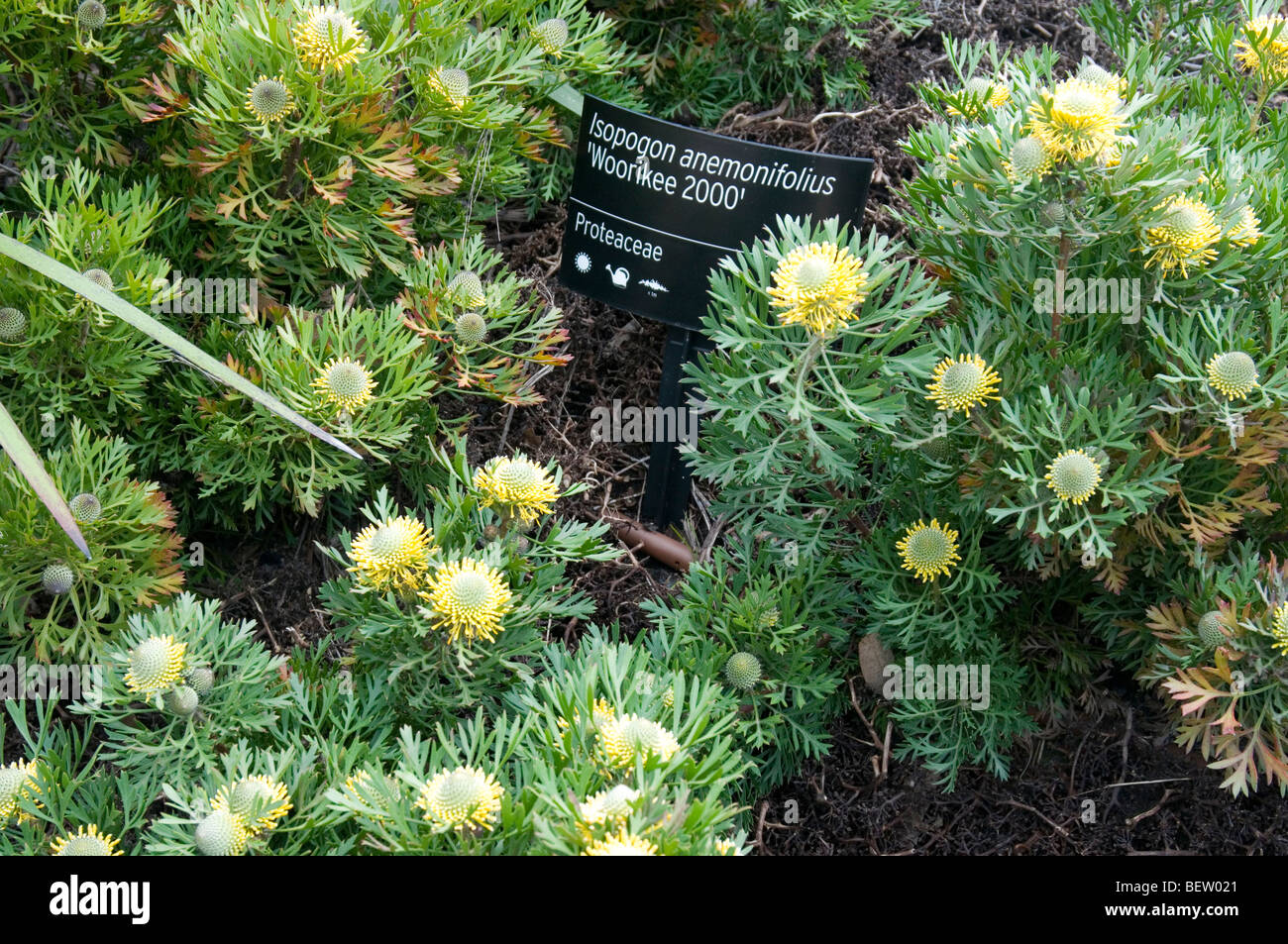 Isopogon in the Royal Botanic Gardens, Cranbourne, Victoria, Australia Stock Photo
