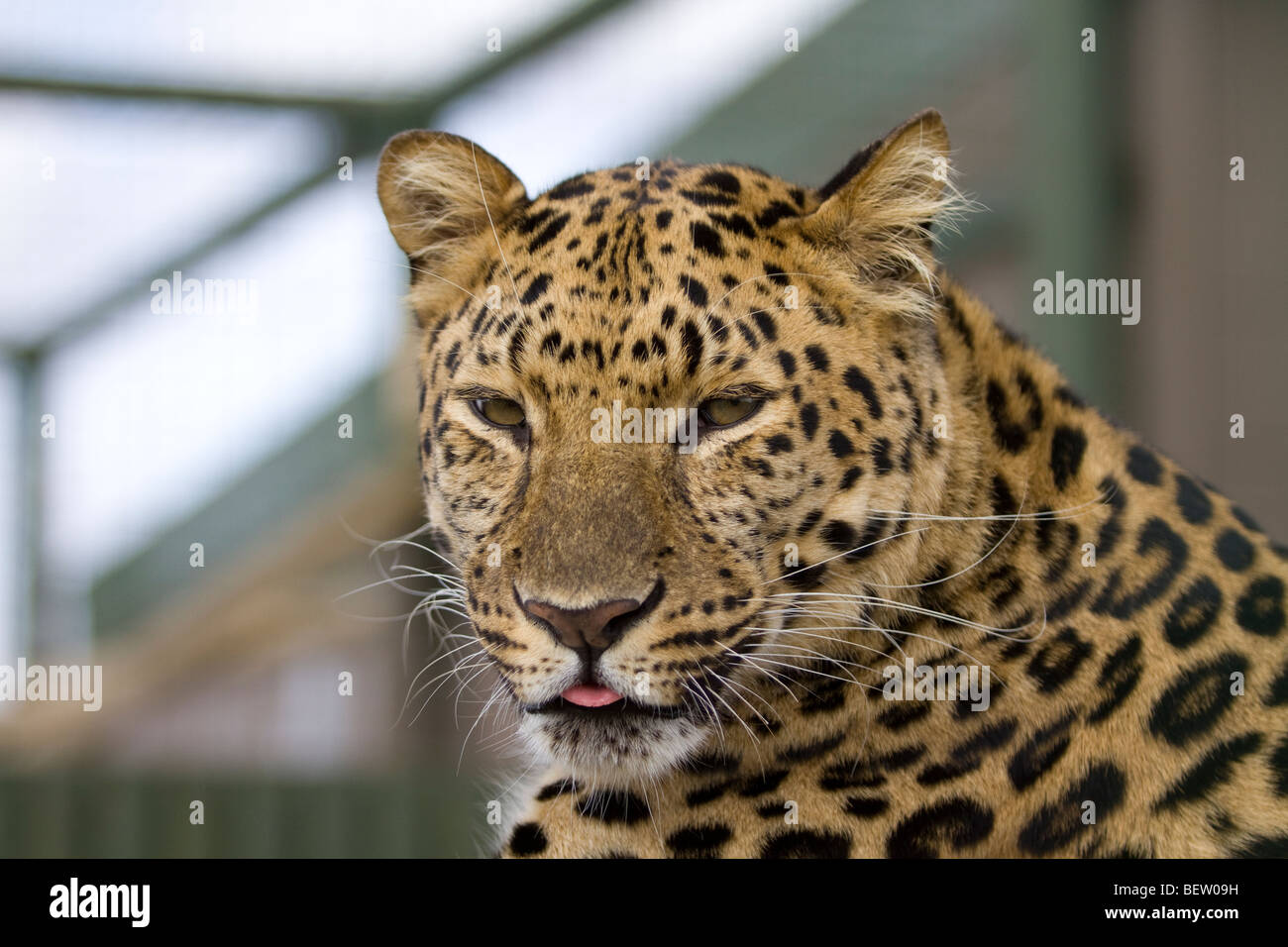 Toliq metrajli porno film Kaligula