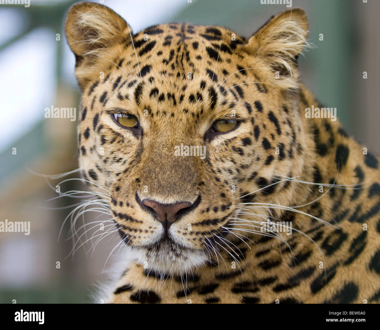 Amur leopard close up hi-res stock photography and images - Alamy