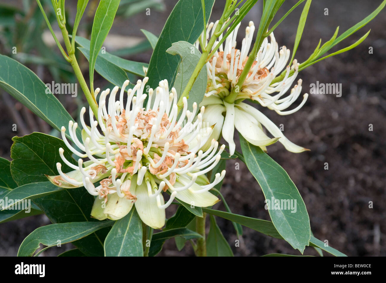 Hybrid Waratah (Telopea) blooms, Australia Stock Photo