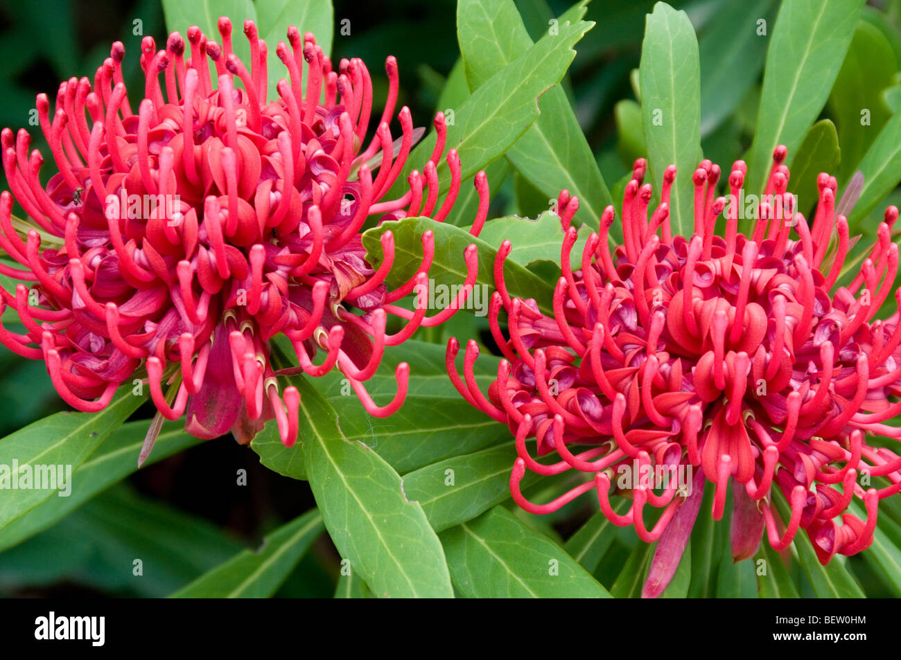 Native waratah or telopea flowers, Australia Stock Photo