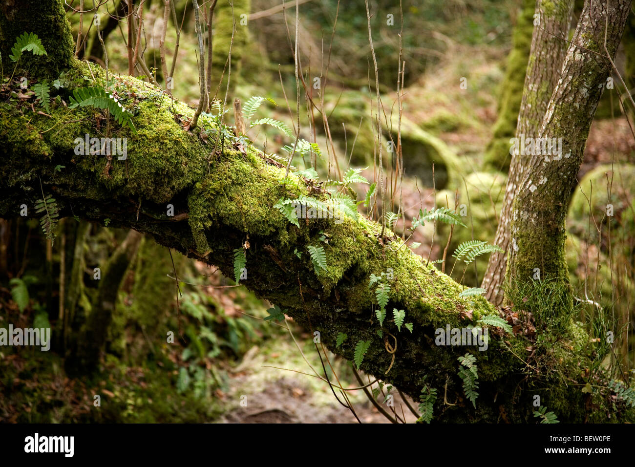 Ferns Growing On Tree Trunks High Resolution Stock Photography and