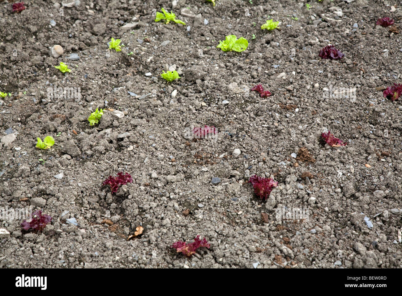 Rows of lettuce seedlings growing in soil Stock Photo Alamy