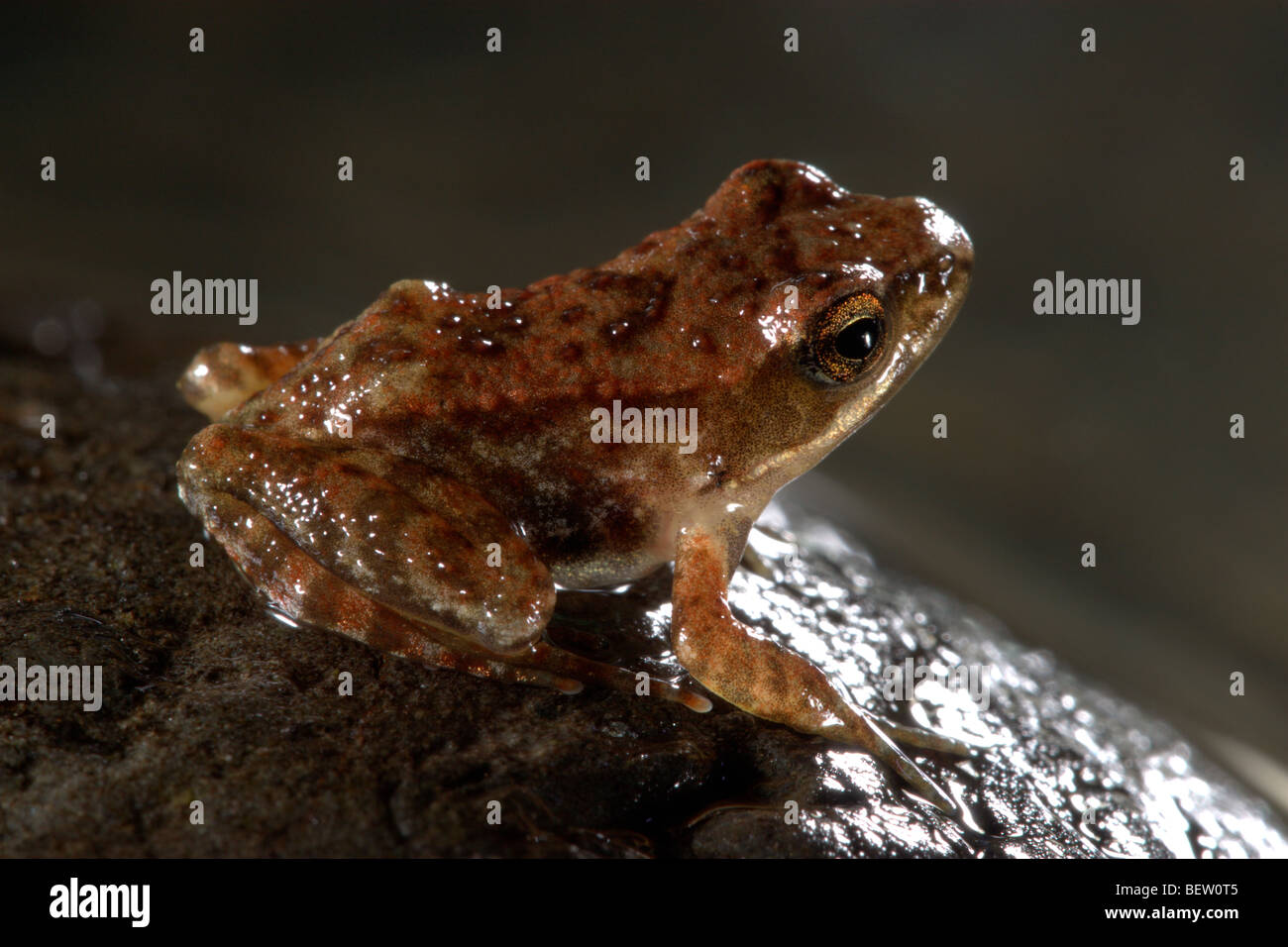 Iberian frog (Rana iberica) Stock Photo