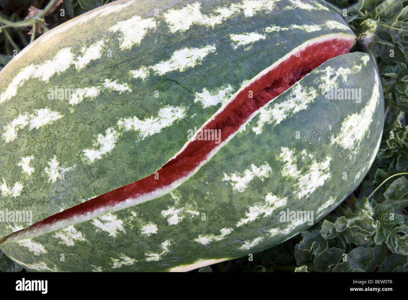 Ripe split seeded watermelon in field, harvest time. . Stock Photo