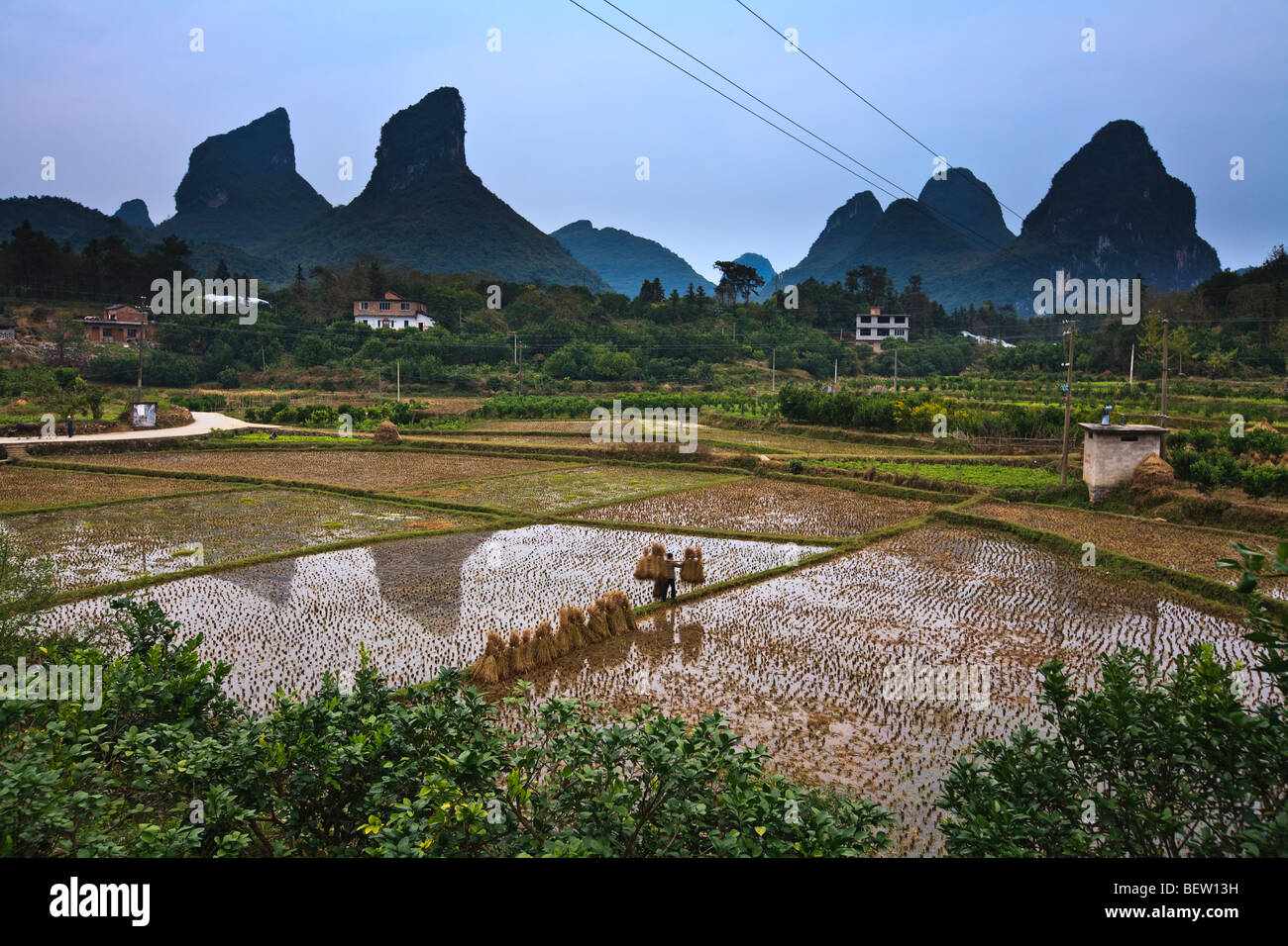 Woman balancing rice stalks as she walks on the berm between rice ...
