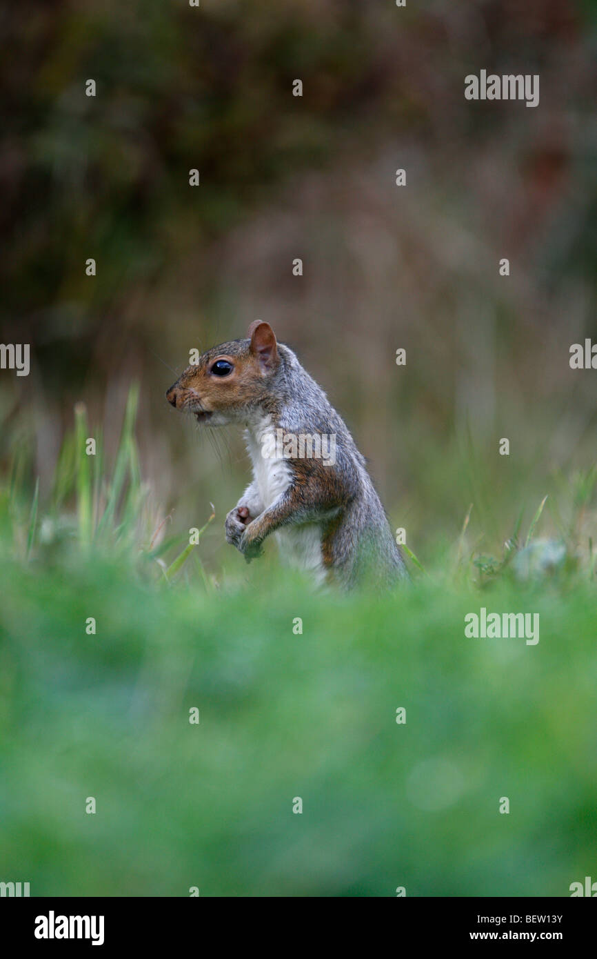Grey Squirrel  Sciurus Carolinensis in grass Stock Photo