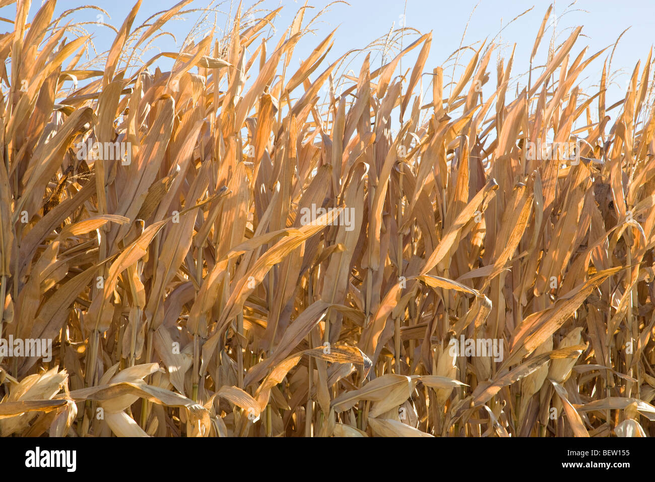 Dry corn stalks standing in field against a blue sky. Stock Photo