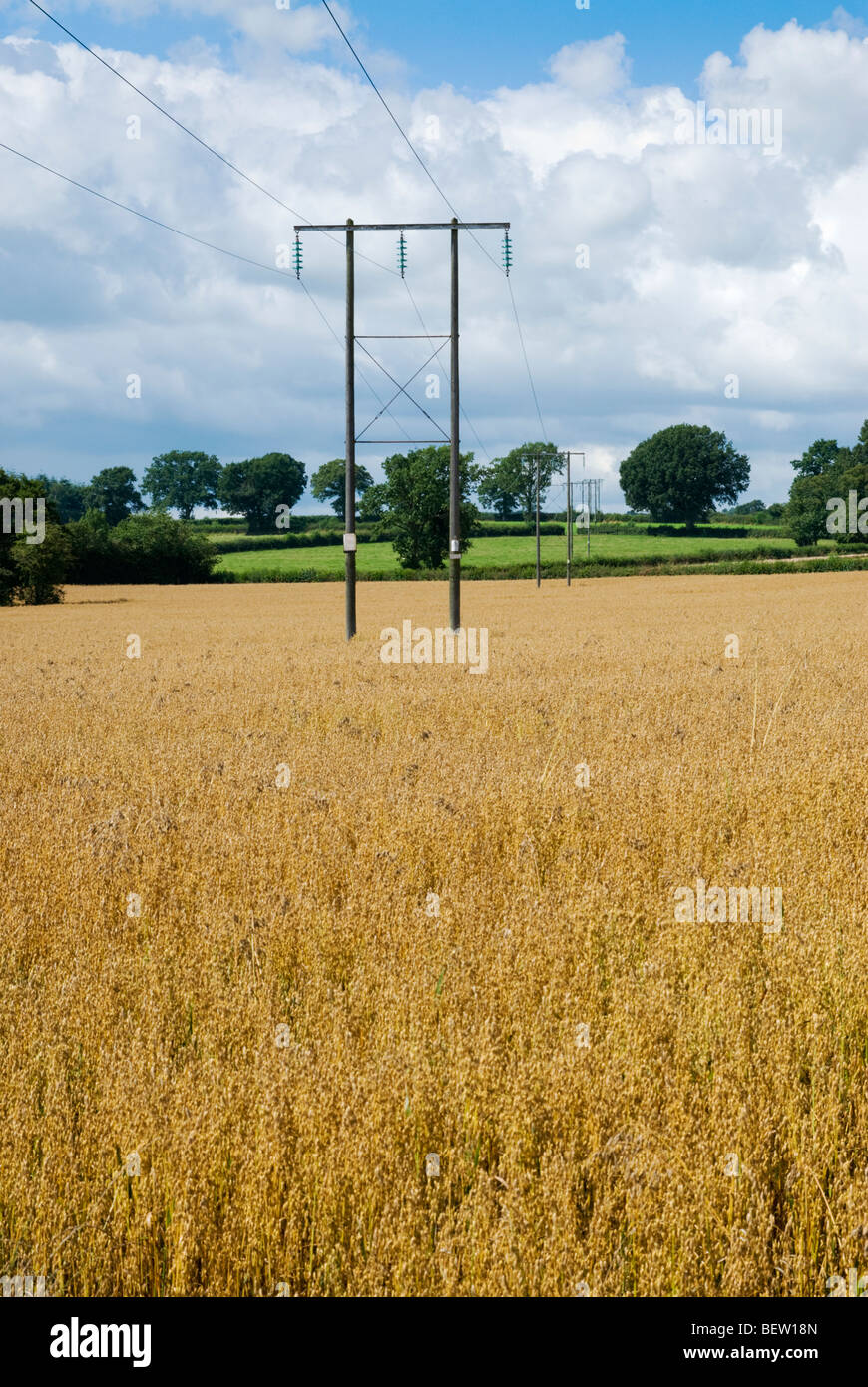 Electricity pylon in Herefordshire cornfield Stock Photo