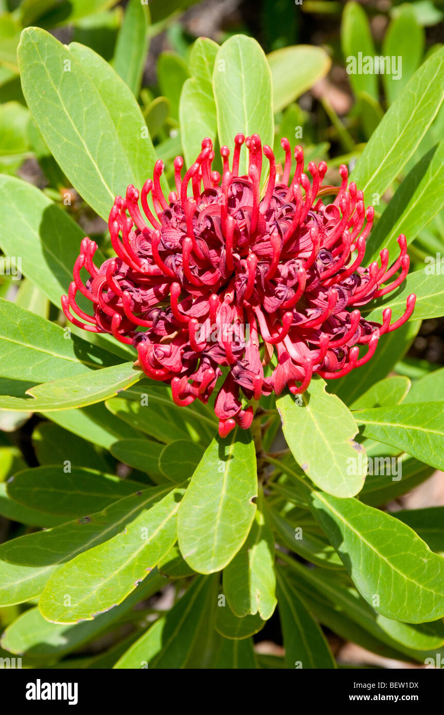 Native waratah or telopea flowers, Australia Stock Photo
