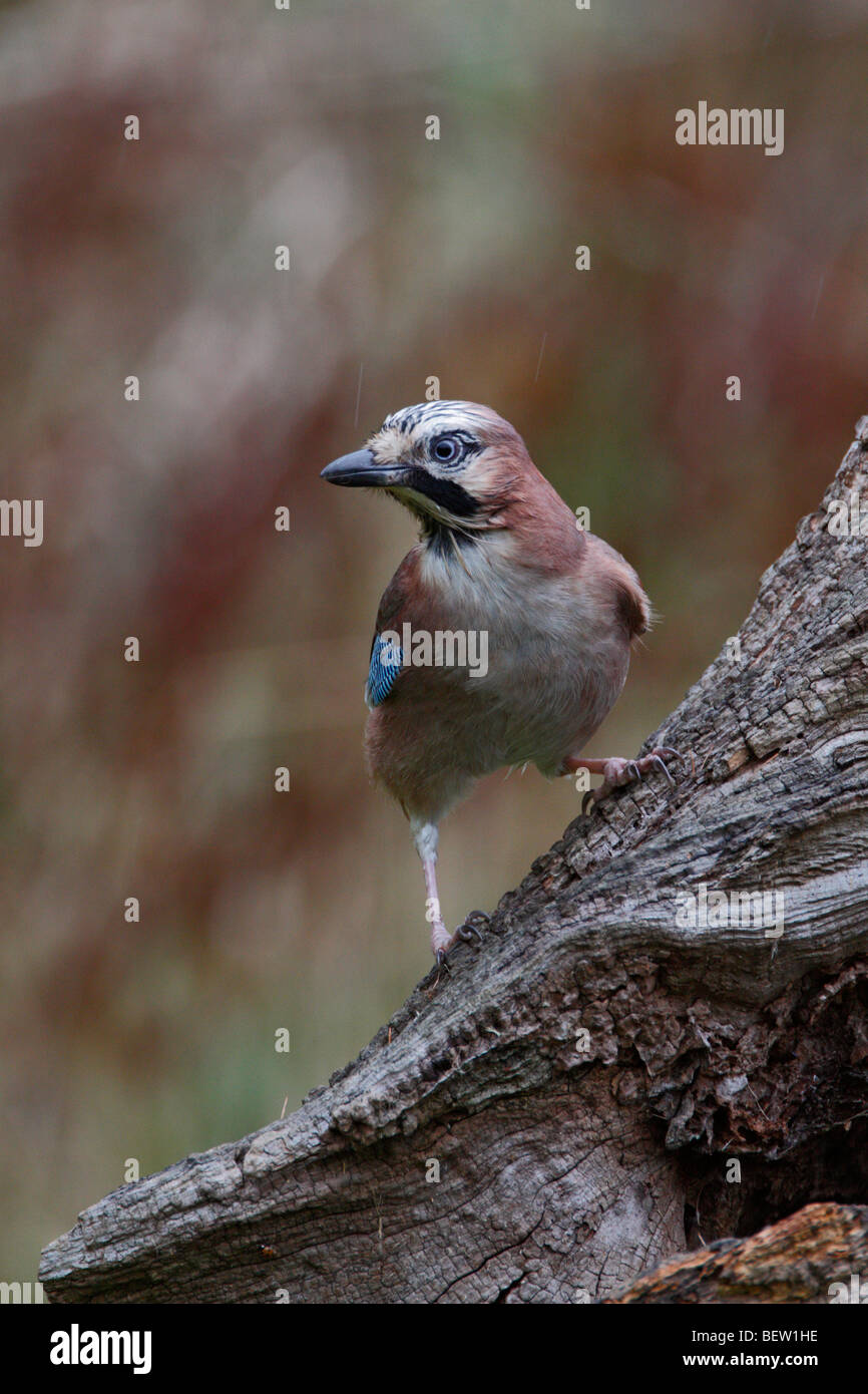 Jay Garrulus glandarius Stock Photo