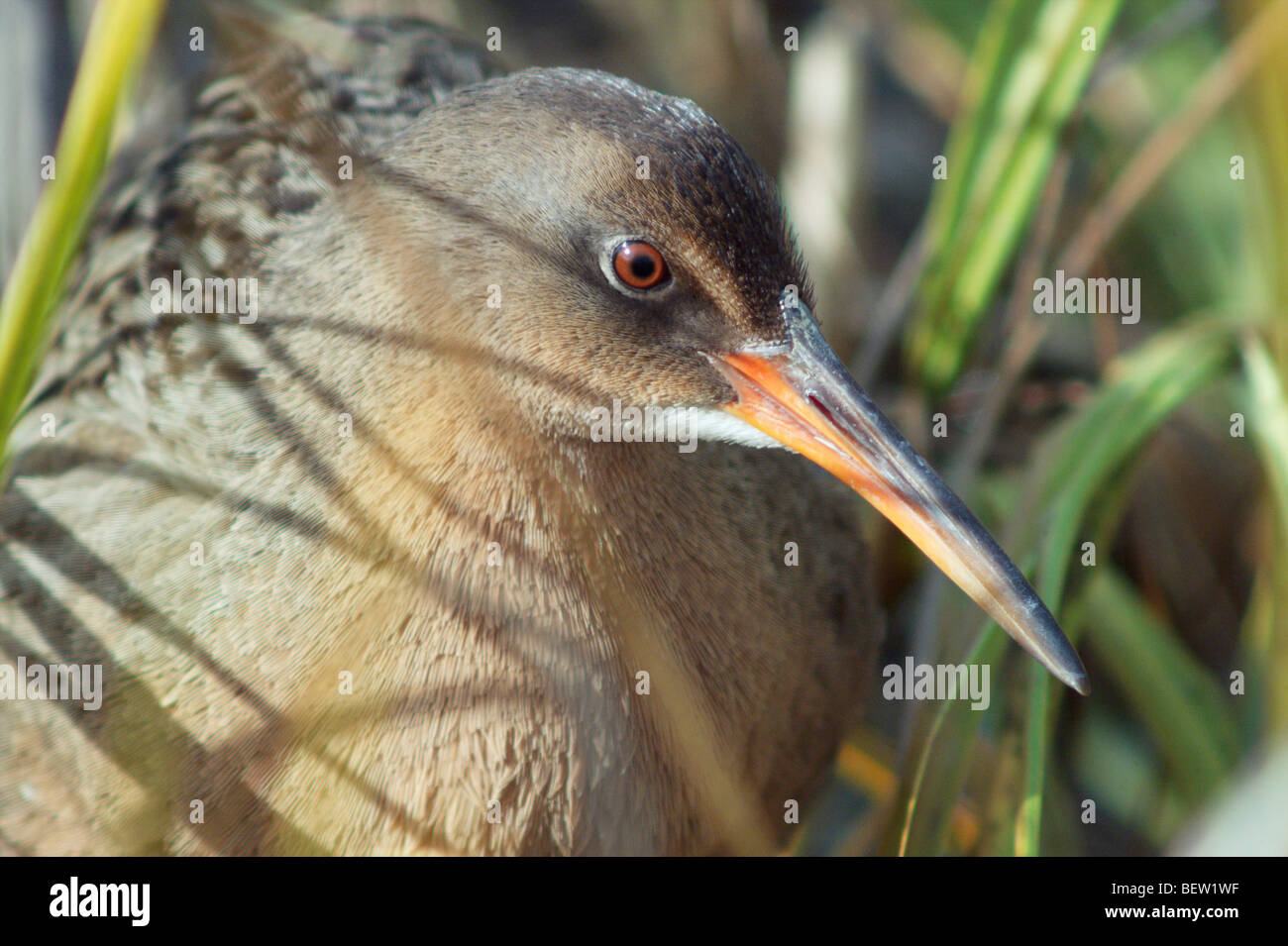 Ridgway's Rail (Rallus obsoletus) in salt-water marsh near Oakland California at high tide Stock Photo