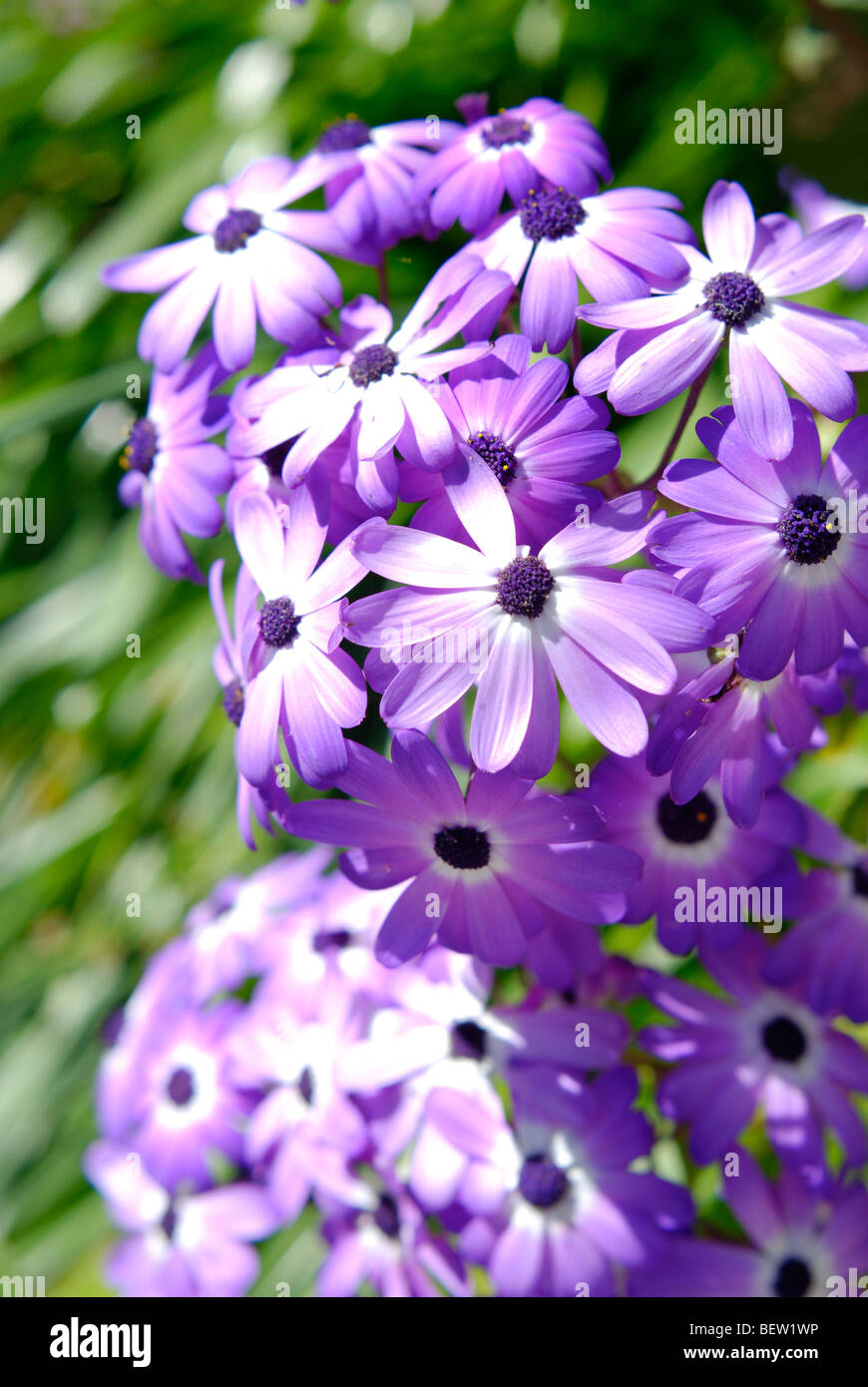 planter azale Azalea Silver Slipper, Primrose, Planter & Feed Bundle  Plants2Gardens