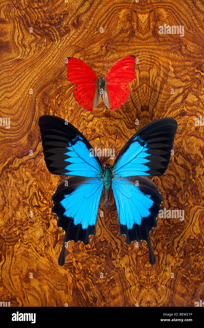 Red and blue butterfly Stock Photo