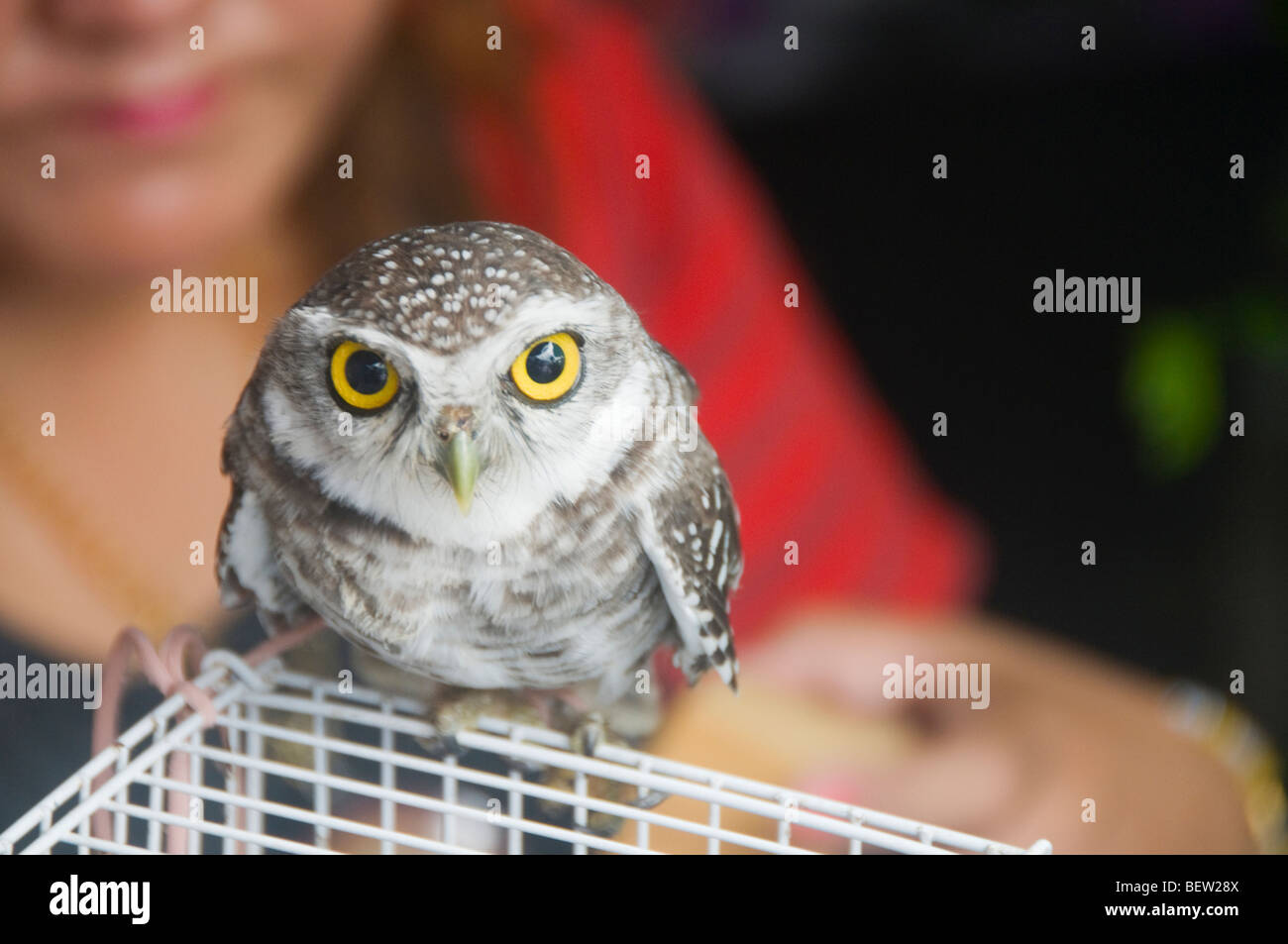 Pet Owl For Sale Anna Blog