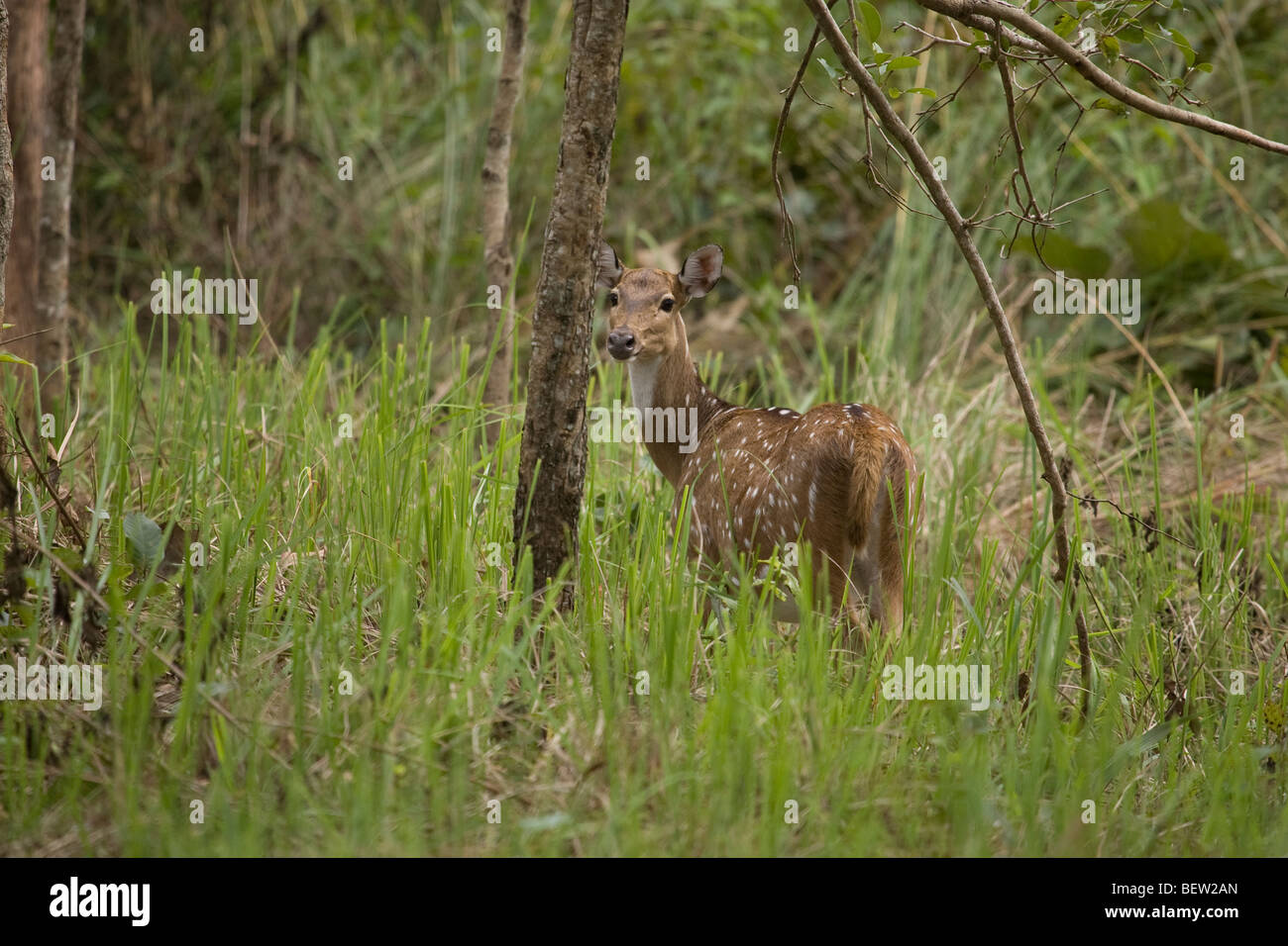 Deer In Forest Stock Photo