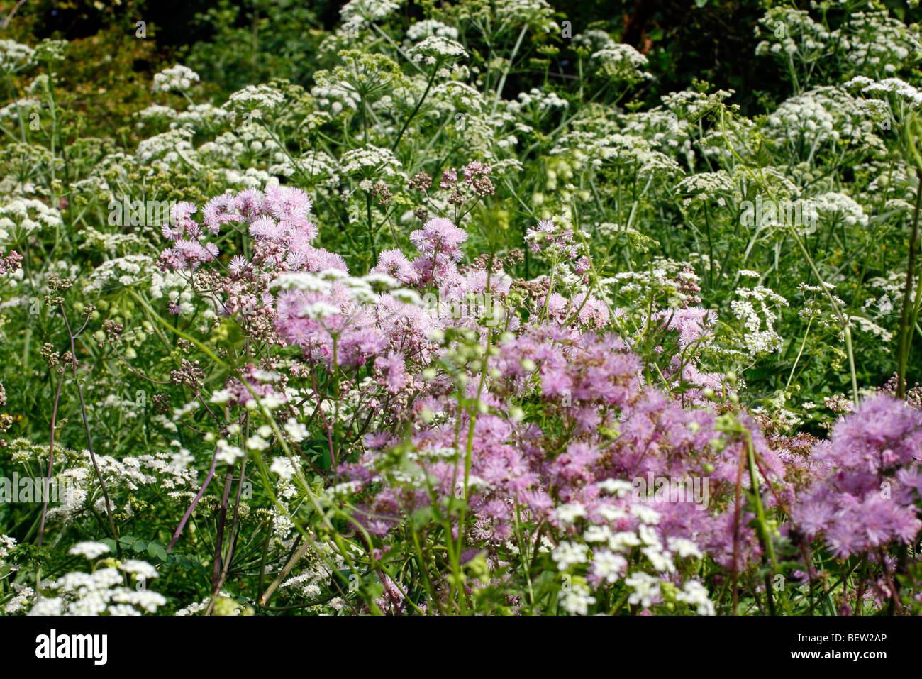 Thalictrum aquilegiifolium and Oenanthe crocata - Hemlock Water Dropwort Stock Photo
