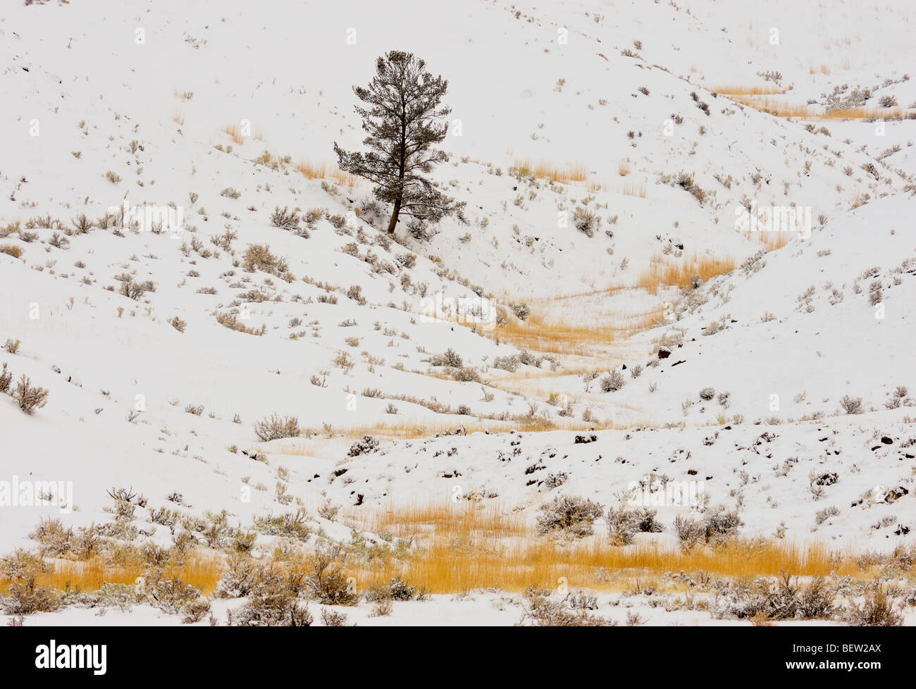 Fresh snow on slopes below the Gardiner mountains, Yellowstone National