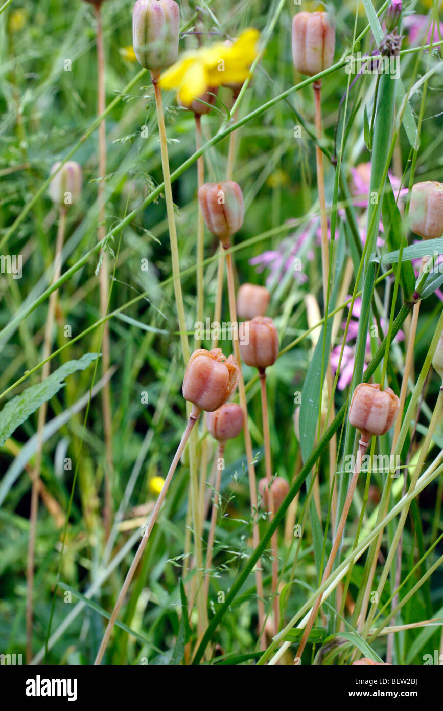 Fritillaria meleagris seedheads about to open and shed their contents, early June Stock Photo