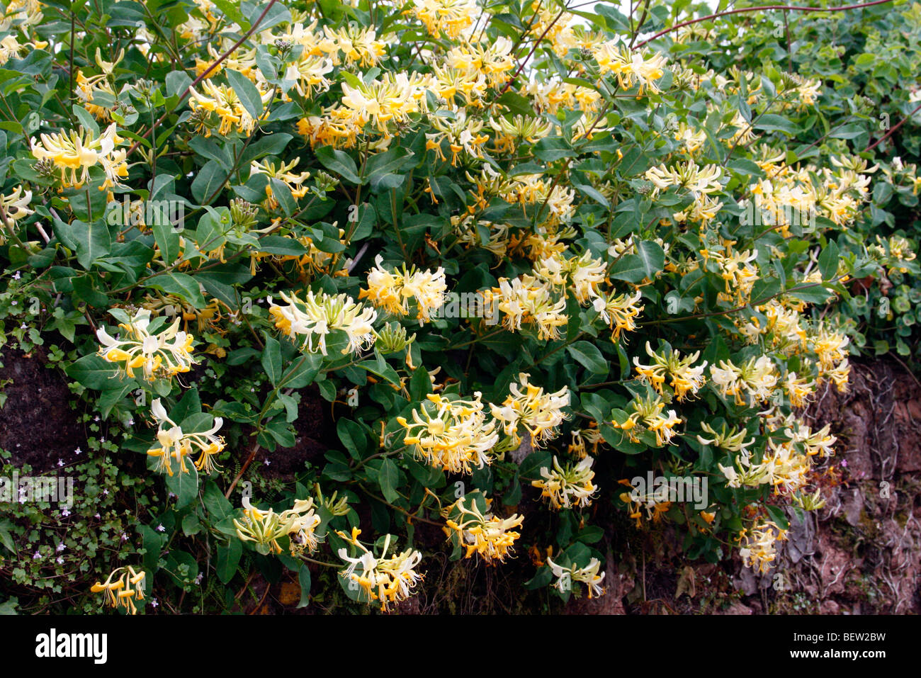 Lonicera periclymenum - Wild Honeysuckle growing over a wall Stock Photo