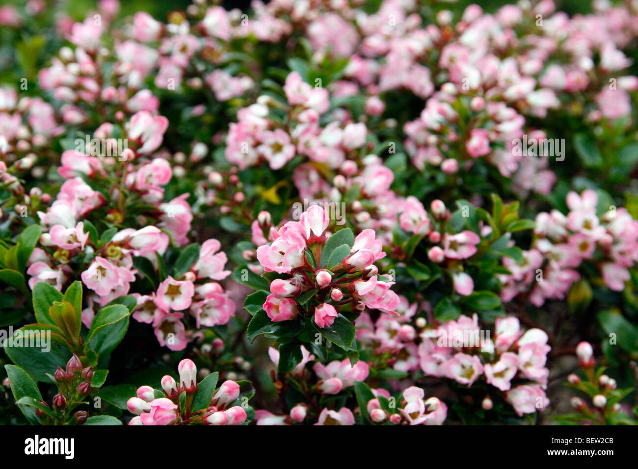 The Green Fingered Blog Has Cold Weather Killed My Plants