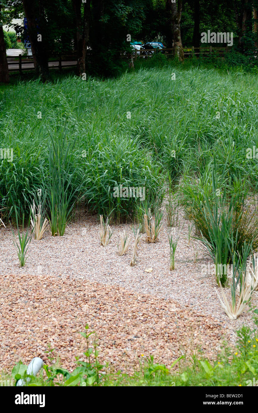 Reedbed newly planted with Reedmace - Typha latifolia and Phragmited australis - Common or Norfolk Reed for treatment of roadwater runoff - note entry pipe at bottom left of image Stock Photo
