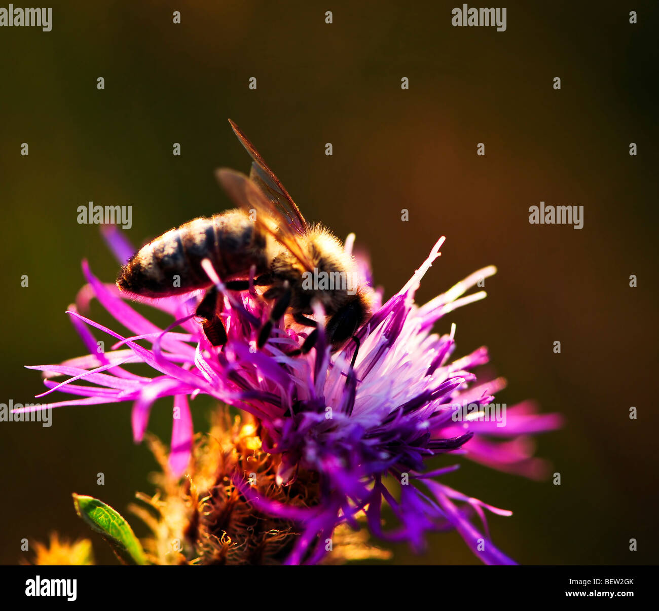 Extreme close up honey bees hi-res stock photography and images - Alamy