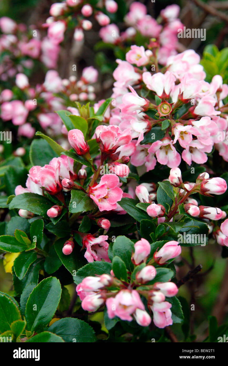 escallonia-hedge-hi-res-stock-photography-and-images-alamy
