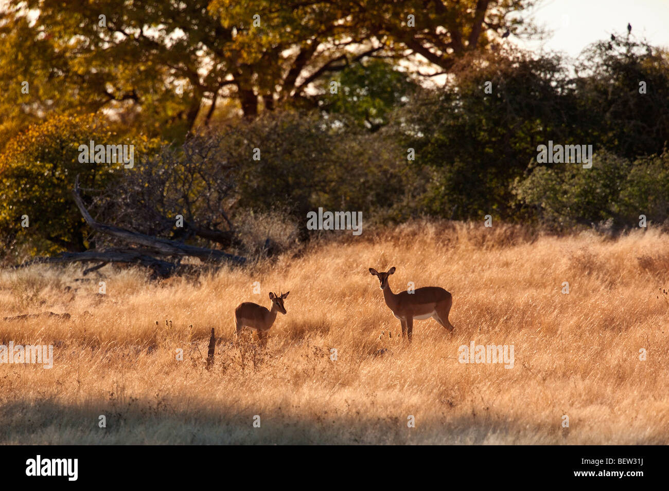 A pair of Suni Antelope in a sunny glade in the Savuti area of Botswana Stock Photo