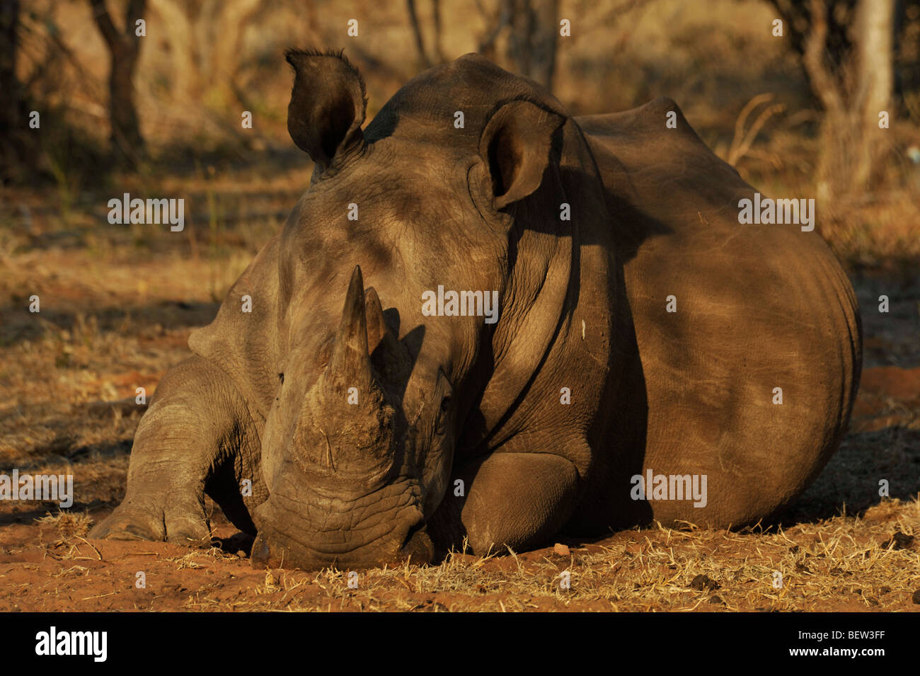 Scene of cute White Rhino Ceratotherium simum lying down face resting on ground in late afternoon Wildlife animals nature Stock Photo