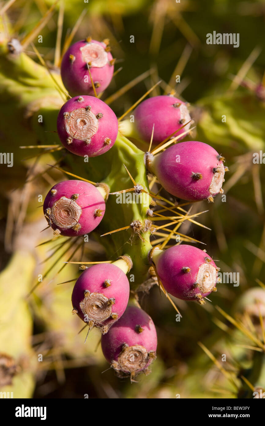 Tuno Indio fruit growing on an Opuntia dillenii plant in El Confital, Las Palmas de Gran Canaria Stock Photo