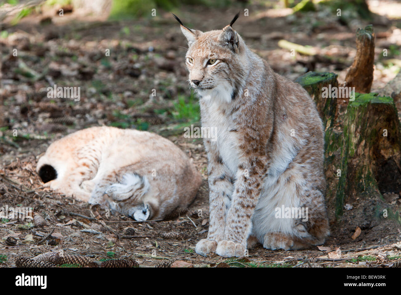 Eurasian Lynx, Lynx lynx, Bavarian Forest, Germany Stock Photo