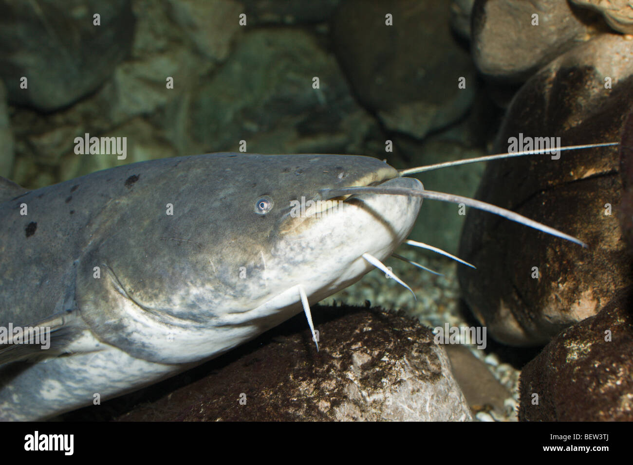 Catfish hi-res stock photography and images - Page 3 - Alamy