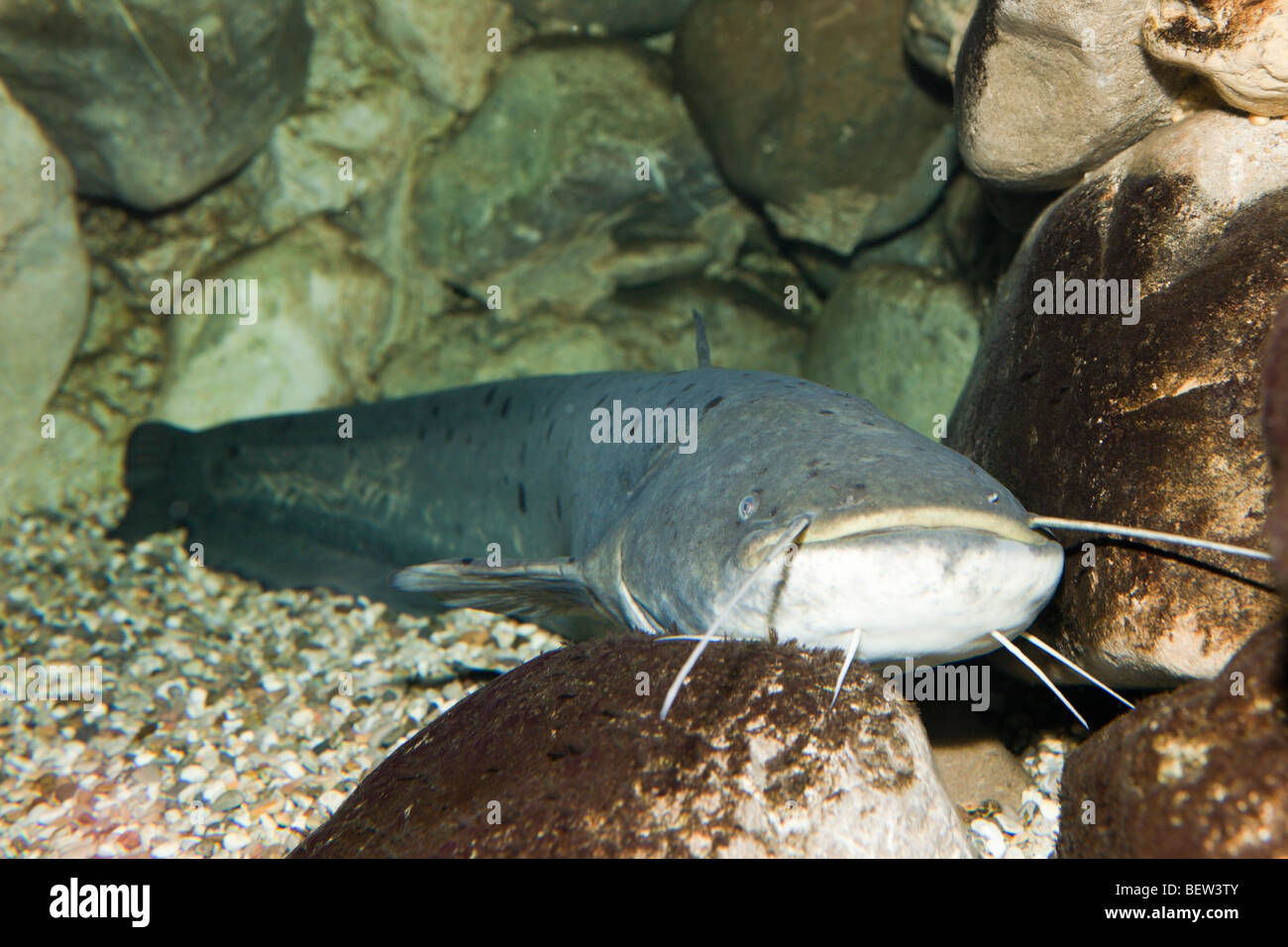 Wels Catfish, Siluris glanis, Donau, Germany Stock Photo